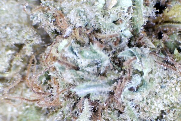 Acapulco Gold by: high Desert  farms - Image 7